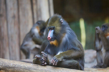 Mandrill with beautifully colored areas of the face