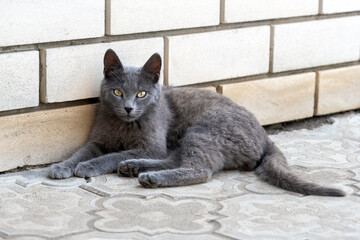 Young grey cat breed Russian Blue lies and relax on pavement near the house. Pet care, friend of human.