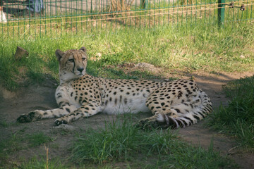 cheetah lying in the grass