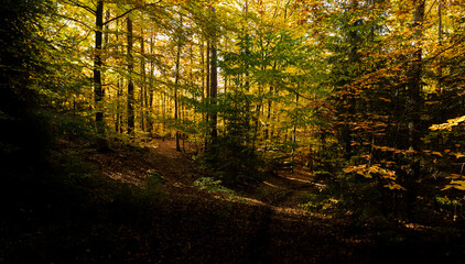 Obraz premium Weggabelung