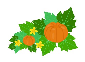 Illustration of a pumpkin plant with fruits, leaves, flowers on a white background for creativity and printing on fabric, paper and dishes