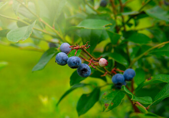 Blueberries Growing In Summer
