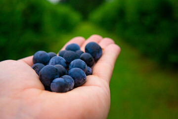 Fresh Fruit In Summer Blueberries