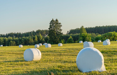 Rural landscape with hay bales packed in white plastic on the field with green grass surrounded...