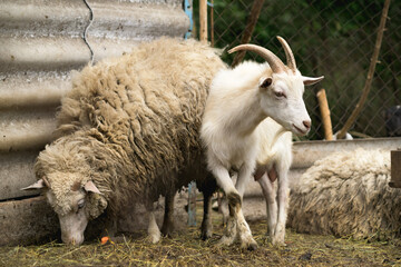 Goat and sheep grazing on pasture 