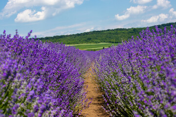 Obraz premium a beautiful landscape with a flowering lavender field