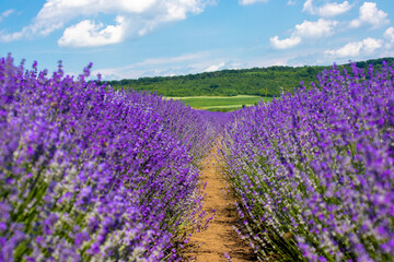 Fototapeta na wymiar Landscape in a field with flowering lavender