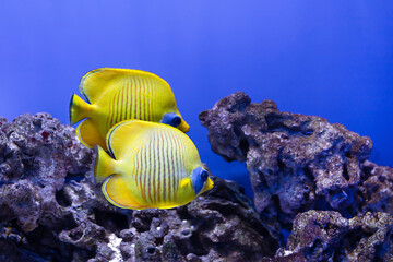 couple of yellow masked butterfly fish, Chaetodon semilarvatus, swimming near coral reef on blue water background