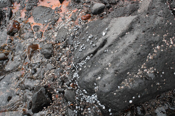 Moluscos en las rocas