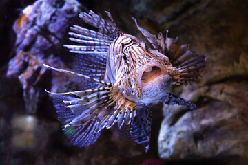 Naklejka na ściany i meble black white dangerous poisonous lionfish, scorpion fish, close up