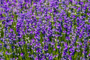 Fototapeta premium a close-up with flowering lavender plants