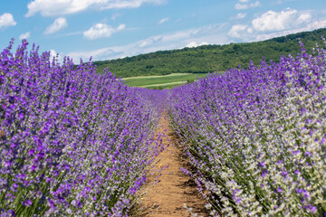 Plakat between rows of flowering lavender