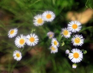 Fototapeta premium Small chamomiles on green background