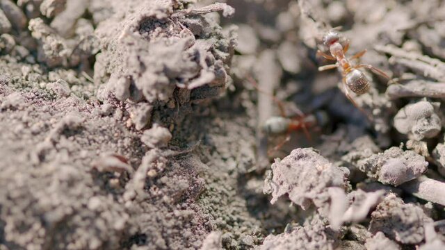 Ants are eusocial insects. Fire ants swarm.