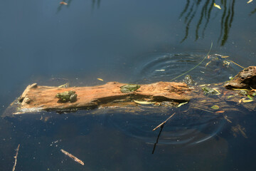 Green frogs sitting on log