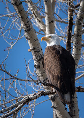 Bald Eagle Portrait