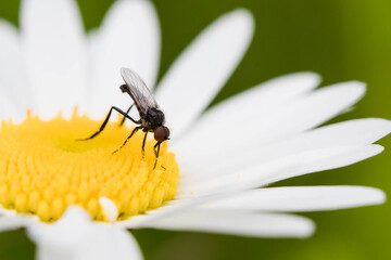 Tiny fly on white flower - Macro