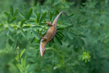 Carolina Anole (Anole carolinensis)  on the Four Mile Creek Greenway, Charlotte, North Carolina