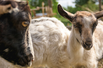 Goats on blurred pasture on ranch 