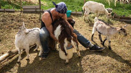 Farmer milking goat near animals on ranch 