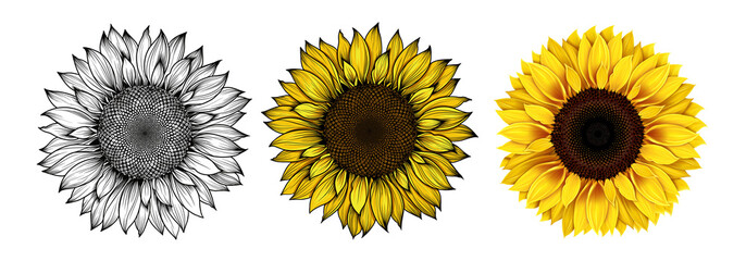 Sunflower flower black and white graphics, color flat drawing and realistic drawing, close-up, isolated on white background, realistic drawing, line art. Seeds and petals Agriculture, sunflower seeds