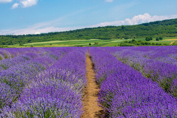 Naklejka premium Landscape in a field with flowering lavender