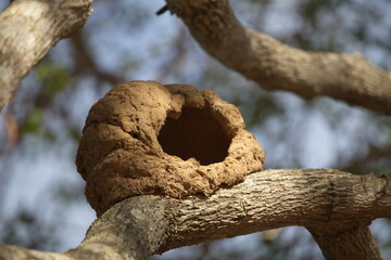 Closeup of birds nest built of mud resting in tree branch Pantanal, Brazil
