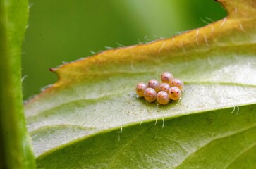 Amazing tiny insect egs - macro
