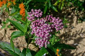 Foto op Plexiglas Pink Butterfly Flower is also known as swamp milkweed in the garden. It is a beautiful native prairie plant that produces small pink flowers in tight clusters and attracts butterflies. © Michael