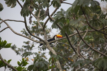 Closeup of Toucan (Ramphastos toco) sitting in trees Pantanal, Brazil