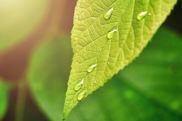 leaf with water drops close up