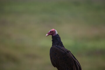 Closeup of Turkey Vulture (Cathartes aura) against plain background Pantanal, Brazil