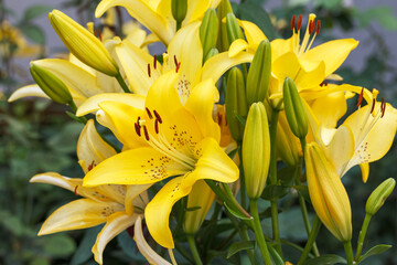 Obraz premium A close-up of a huge and beautiful bright yellow Tiger Lily flower (Lilium lancifolium). Shallow depth of field