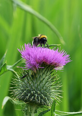 a bumblebee sits atop a purple flower of a thistle