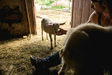Farmer working near goatling in rustick barn 