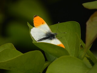 Orange tip butterfly (Anthocharis cardamines) on green leaves, Gdansk, Poland
