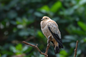 Pied Imperial Pigeon
