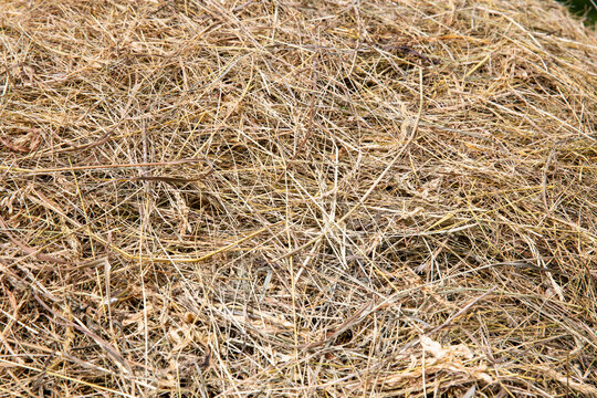 Dried grass. Hay in summer. Harvesting hay for livestock.