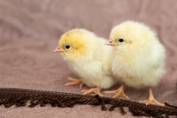 Small beautiful fluffy newborn chicks.