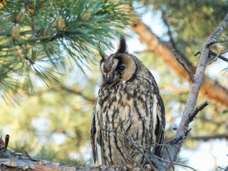 long-eared owl before hunting in the forest