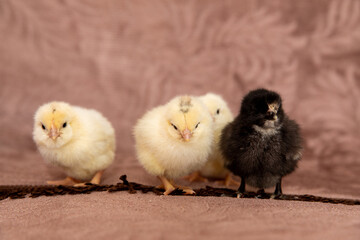 Small beautiful fluffy newborn chicks.