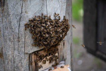 A swarm of bees gathered on a wooden block trap. Breeding of bees in wooden pads.