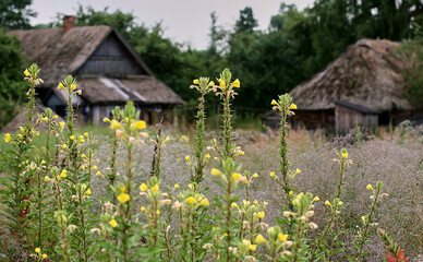 Eastern Europe, Republic of Belarus, Kachanovichi village, Pinsk district, Brest region.