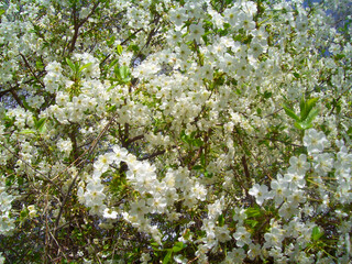 Beautiful cherry tree blossoms against a blue sky
