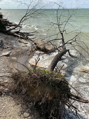 Large tree lays fallen on beach because of high water.