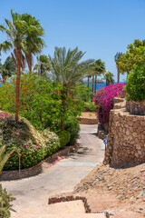 Fototapeta premium Empty road with colorful flowers on the street of Egypt in Sharm El Sheikh