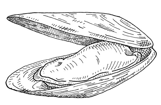 black and white clam shell drawing clip art preview