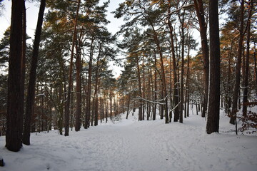 forest in winter