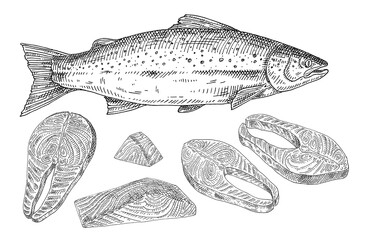 Salmon fresh fish whole and slices. Vintage engraving monochrome black illustration.