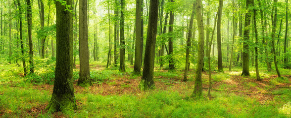 Panoramic Forest of Beech and Oak Trees - obrazy, fototapety, plakaty